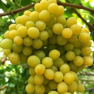 Рататуй (Сахарные капли) Кишмиш