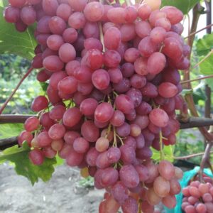 Велес Кишмиш