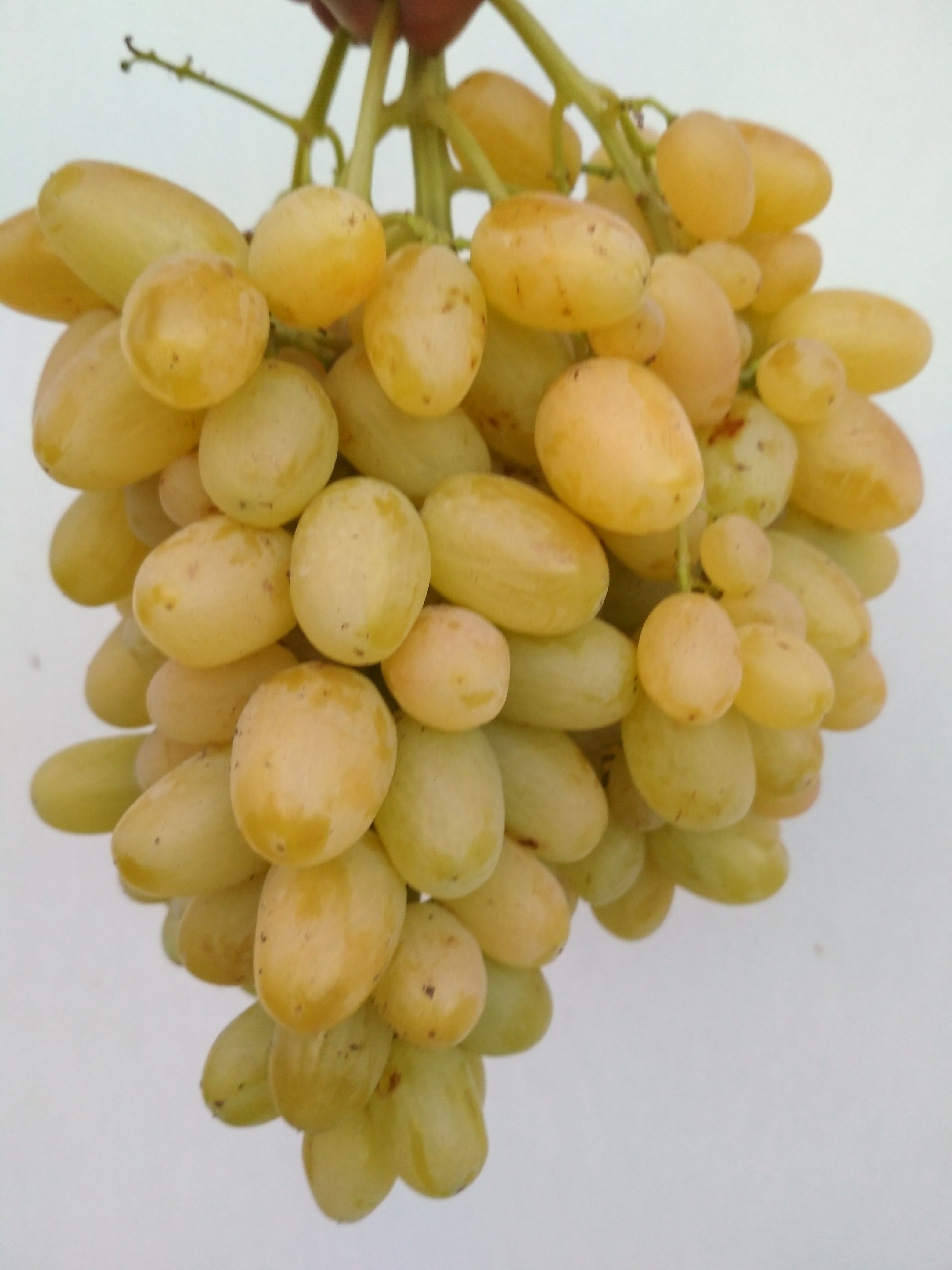 Виноград виноград Гелиодор