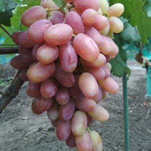 Шахириада