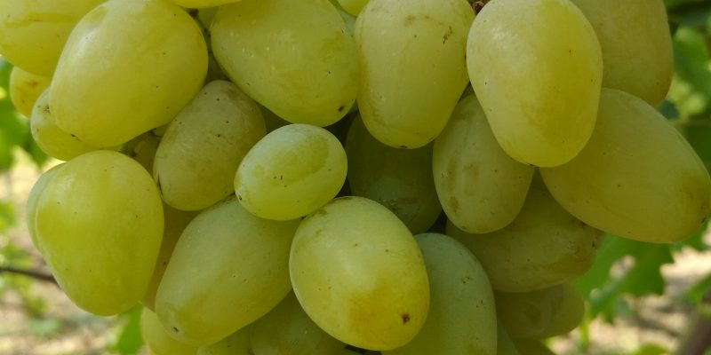 Гордей — Виноградник Дашевских