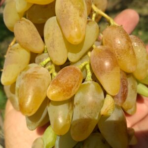 Леди Патриция (-28)
