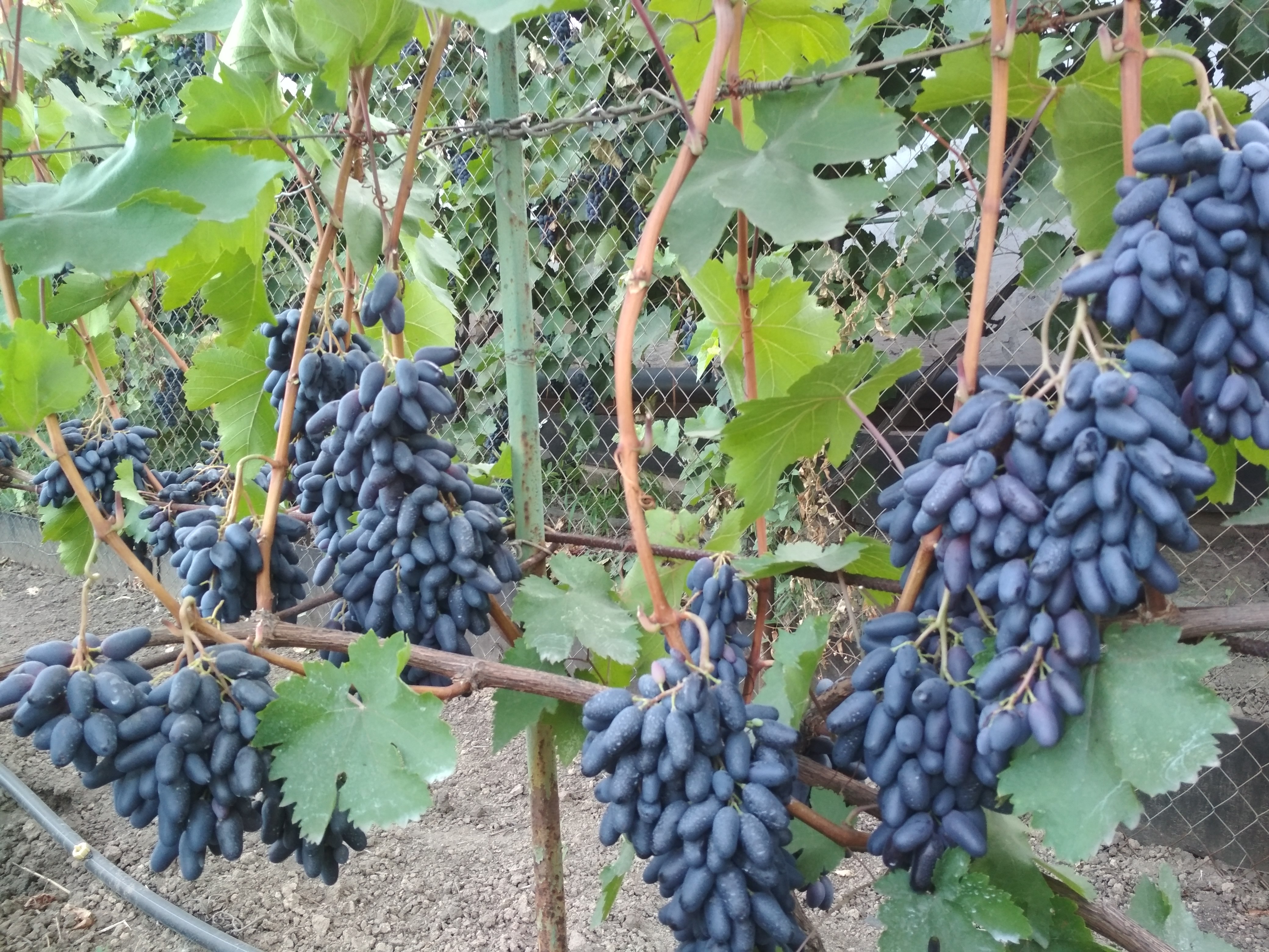 Виноград одесская