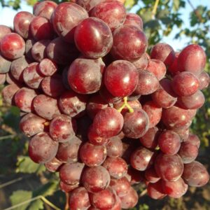 Подарок Несветая