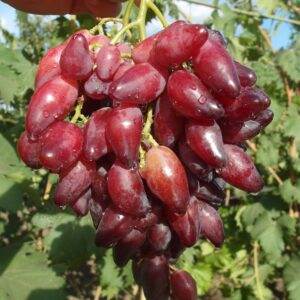 Перцовый красный