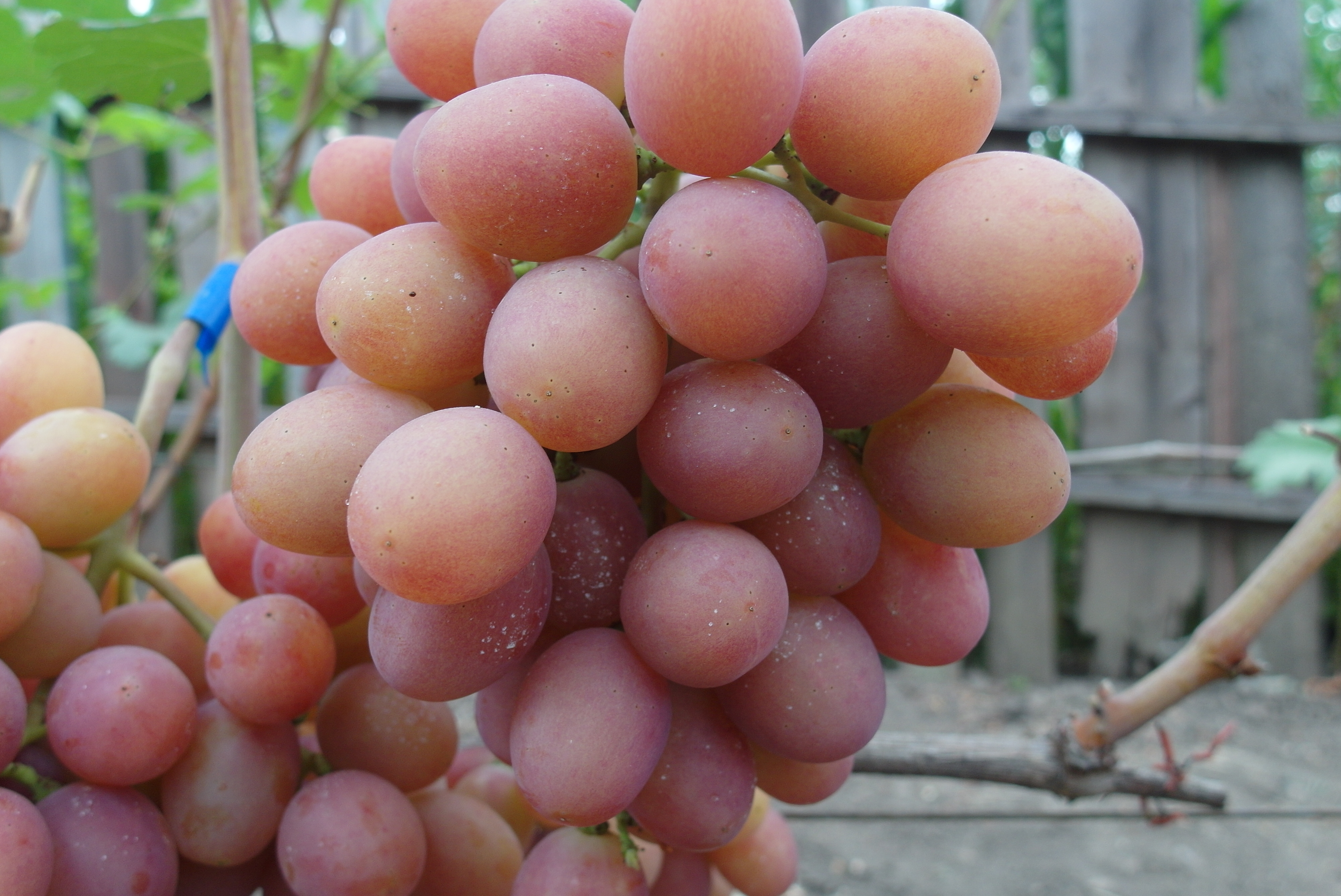Самый ранний виноград