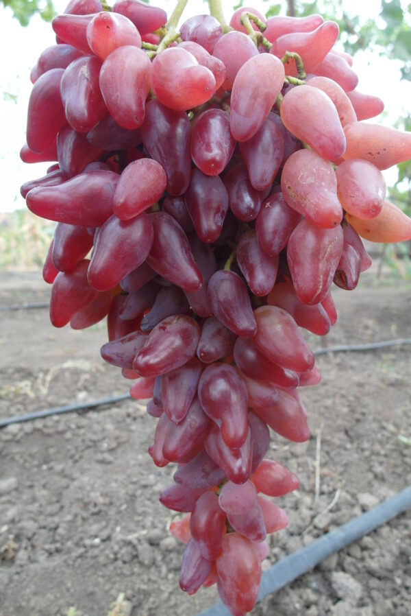 Фламенко