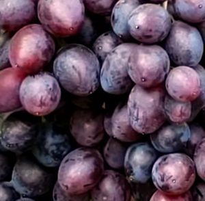 Сорт винограда брависсимо фото и описание