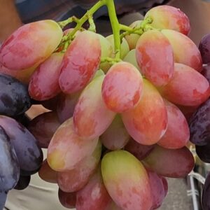 Днепровская ривьера