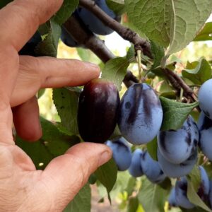 Мустанг ( ягода 20-30 грамм)