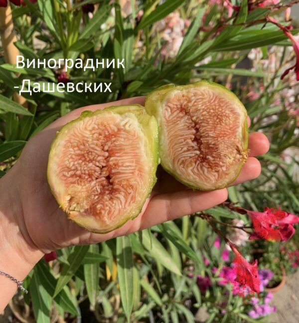 Инжир Галгенен  ( Galgenen )