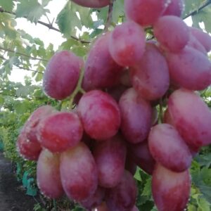 Потомок Ризамата