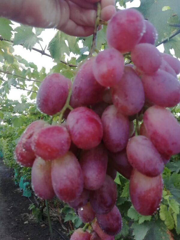 Потомок Ризамата