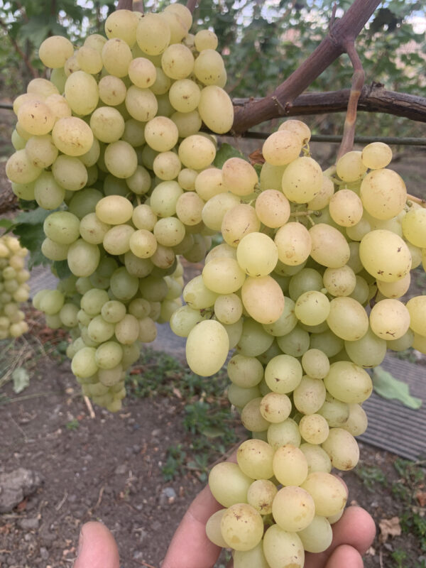 Шерлок ( Хрустящий сахар ) кишмиш .