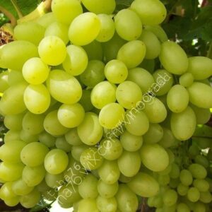 Столетие Кишмиш