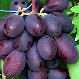 Кумир (ягода 25-30 грамм)