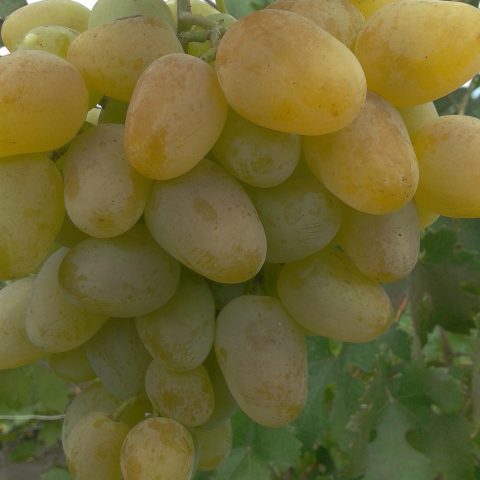 Сорт винограда днепровская ривьера фото и описание