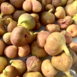 Инжир Азиатский ( Магарачский )