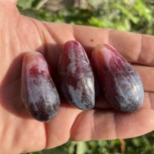 Пиццутелло неро