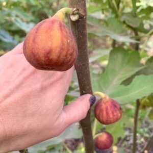 Инжир Смирненский