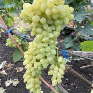 Ириска кишмиш