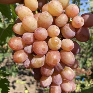 Эльдорадо  ( -27 )