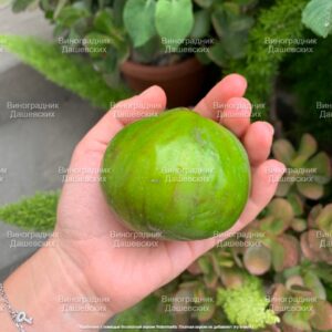 Инжир Фиороне бьянко ( Fiorone bianko )