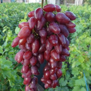 Жар Птица (Калугина)