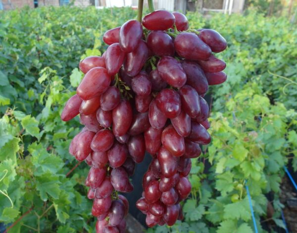 Жар Птица (Калугина)