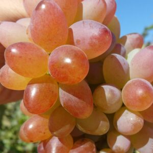 Анжелика (Ксения)