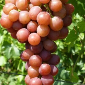 Эльдорадо  ( -27 )