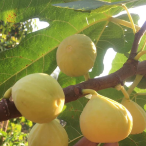 Инжир Петрилли ( Petrilli )